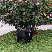 Perrita Gabby joined the competition — help win amazing prizes! dog, black_dog, pet, animal, fluffy, curly_fur, standing, leash, collar, lawn, grass, garden, flowers, roses, pink_flowers, yellow_flowers, outdoors, residential, portrait, date_stamp