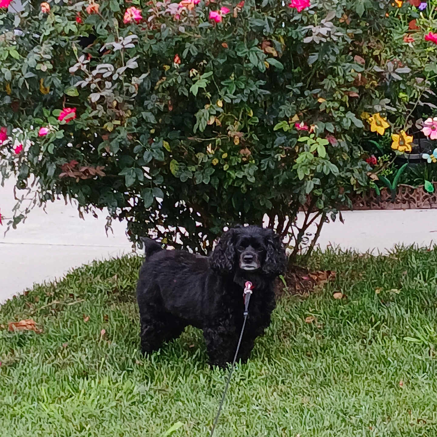 Perrita Gabby