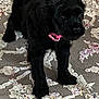 animal, black_dog, canine, carpet, collar, companion, cute, domestic_animal, floor, furry, indoor, mammal, patterned_carpet, pet, pink_collar, puppy, small_dog, standing, texture, young_dog