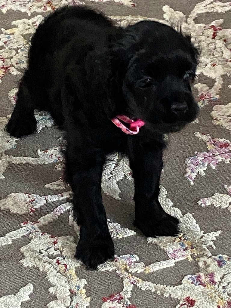 Perrita Gabby
