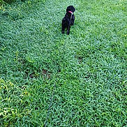 Perrita Gabby joined the competition — help win amazing prizes! dog, black_dog, leash, grass, greenery, outdoor, nature, field, collar, pet, animal, walking, summer, daylight, grass_field, canine, small_dog, back_view, peaceful, lush