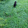 animal, back_view, black_dog, canine, collar, daylight, dog, field, grass, grass_field, greenery, leash, lush, nature, outdoor, peaceful, pet, small_dog, summer, walking