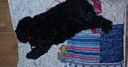 Perrita Gabby joined the competition — help win amazing prizes! animal, black_dog, blanket, collar, comfort, cozy, curly_fur, dog, floor, fur, home, indoor, nap, patchwork, pet, quilt, relaxation, resting, sleeping, wooden_floor