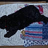 Perrita Gabby joined the competition — help win amazing prizes! dog, black_dog, curly_fur, collar, blanket, quilt, patchwork, floor, wooden_floor, resting, sleeping, pet, indoor, cozy, animal, fur, nap, comfort, home, relaxation