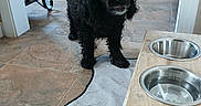 Perrita Gabby joined the competition — help win amazing prizes! animal, black_dog, cabinet, curly_fur, dog, domestic, feeding_bowl, floor, furniture, home, indoor, kitchen, looking_up, mat, paw_print, pet, tile_floor, waiting, wet_fur, wooden_feeding_station