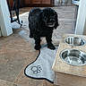 animal, black_dog, cabinet, curly_fur, dog, domestic, feeding_bowl, floor, furniture, home, indoor, kitchen, looking_up, mat, paw_print, pet, tile_floor, waiting, wet_fur, wooden_feeding_station