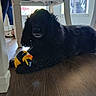animal, black_dog, chair, curly_fur, dog, domestic_animal, floor, footwear, home, indoor, lying_down, person, pet, playful, quiet, rubber_duck, shadow, toy, window, wooden_floor