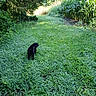 Perrita Gabby is registered to the contest to win money with this photo: dog, grass, greenery, path, cornfield, trees, nature, outdoor, canine, leash, summer, sunlight, rural, scenic, field, plant, animal, walking, trail, vegetation