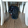 animal, black_dog, collar, companion, curious, curly_fur, cute, dog, domestic_animal, floor, furniture, home, indoor, lying_down, pet, resting, table, tag, white_table, wooden_floor