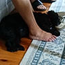 animal, barefoot, black_dog, blurred, carpet, dog, flooring, foot, furniture, home, indoor, leg, pavement, person, pet, resting, rug, shoe, slipper, wooden_floor