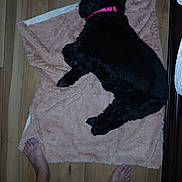 Perrita Gabby is registered to the contest to win money with this photo: dog, black_dog, pink_collar, blanket, wooden_floor, feet, pet, animal, lying_down, fur, indoors, cozy, resting, paws, fluffy, home, flooring, texture, casual, snapshot