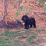 Perrita Gabby joined the competition — help win amazing prizes! animal, black_dog, collar, curious, daylight, dog, flower, garden, grass, greenery, nature, outdoor, pet, plants, rocks, small_dog, soil, standing, sunflower, tree