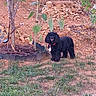 animal, black_dog, collar, curious, daylight, dog, flower, garden, grass, greenery, nature, outdoor, pet, plants, rocks, small_dog, soil, standing, sunflower, tree