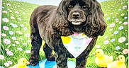 Perrita Gabby is registered to the contest to win money with this photo: dog, black_dog, bandana, duckling, yellow_duck, flower_field, grass, puddle, spring, outdoor, animal, cute, nature, greenery, pastel_colors, fluffy, pet, water, playful, scenic