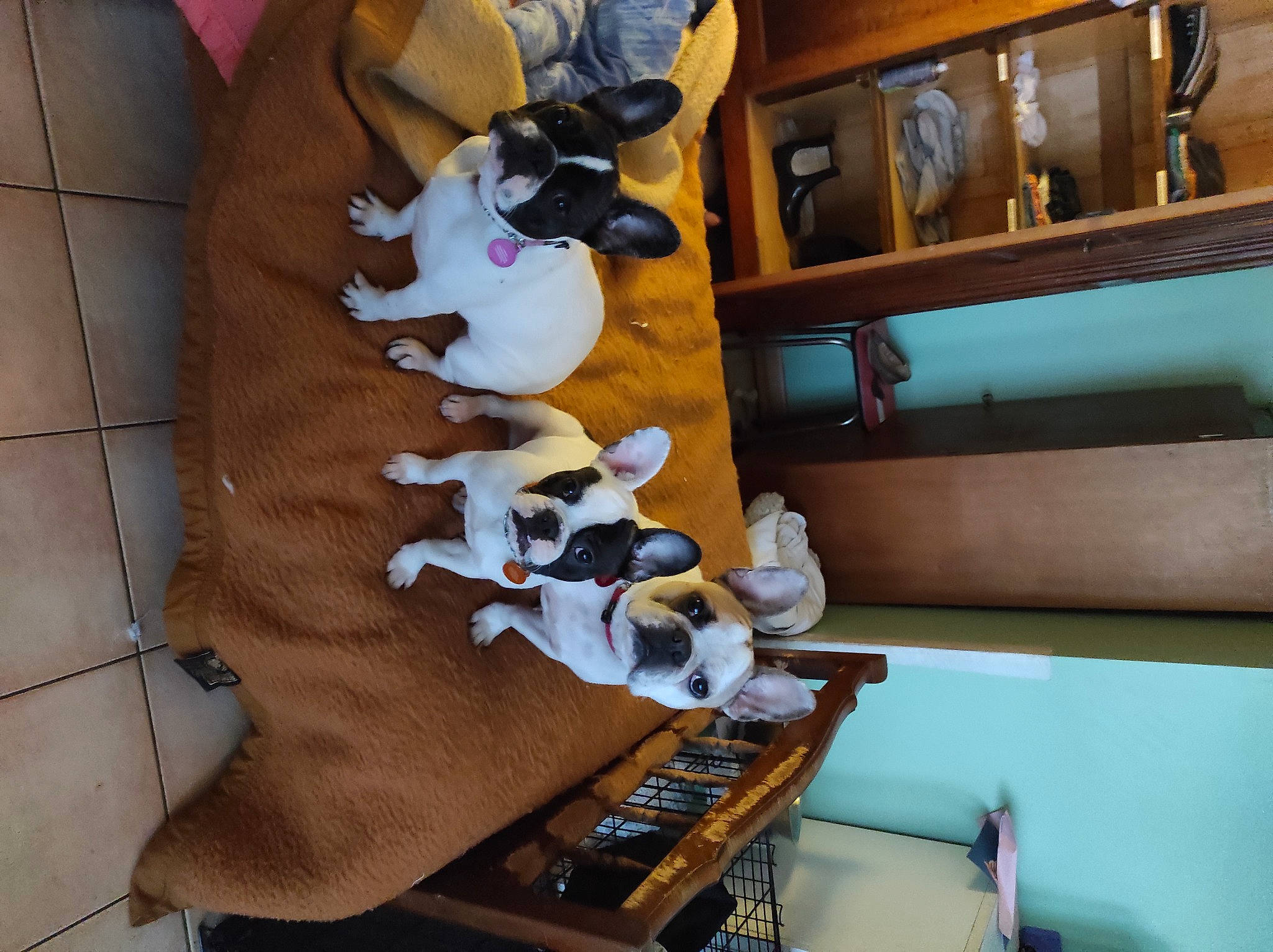 Othello a rejoint le concours — aidez-le/la à gagner de superbes lots ! carmine, ceiling, collection, drawer, fawn, flooring, fur, games, hardwood, house, interior_design, pattern, plush, room, shelf, shelving, stuffed_toy, toy, tree, wood