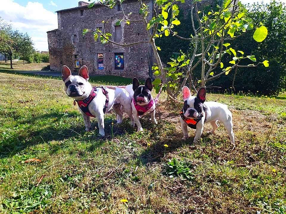 Othello a rejoint le concours — aidez-le/la à gagner de superbes lots ! building, canidae, carnivore, cloud, collar, companion_dog, dog, dog_breed, dog_supply, fawn, grass, house, mammal, plant, sky, sporting_group, tree, vertebrate, window, working_animal