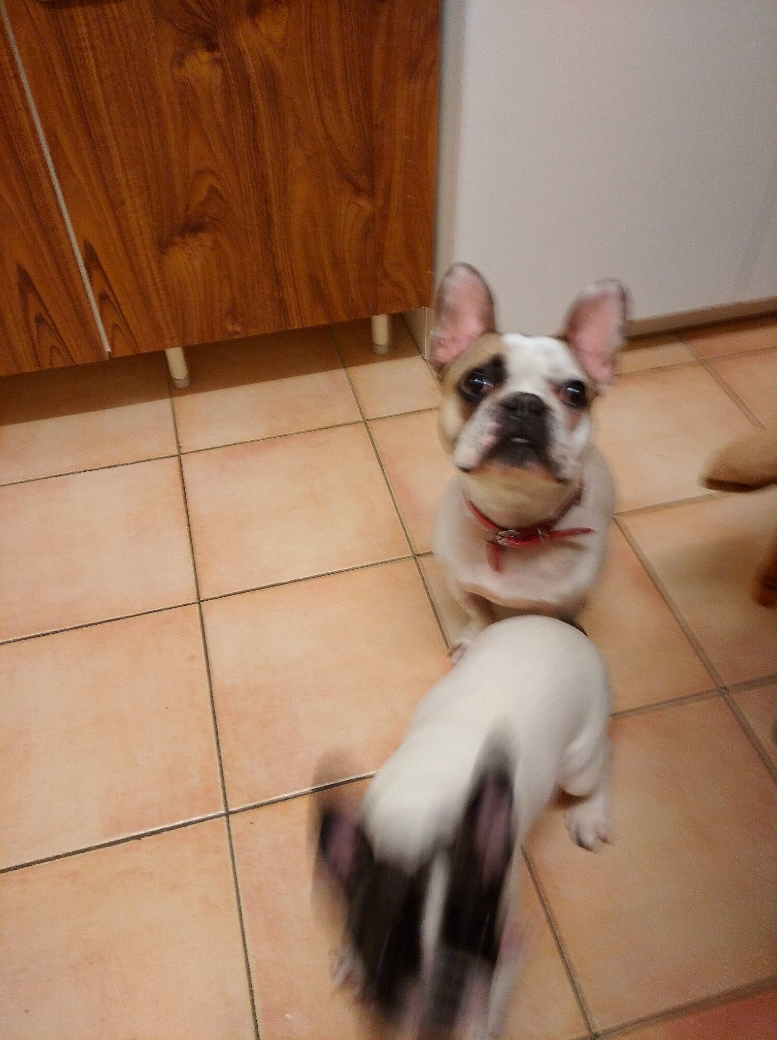 Othello a rejoint le concours — aidez-le/la à gagner de superbes lots ! bulldog, carnivore, collar, companion_dog, dog, dog_breed, fawn, felidae, floor, flooring, french_bulldog, hardwood, paw, pet_supply, tail, toy_dog, whiskers, wood, wood_stain, working_animal
