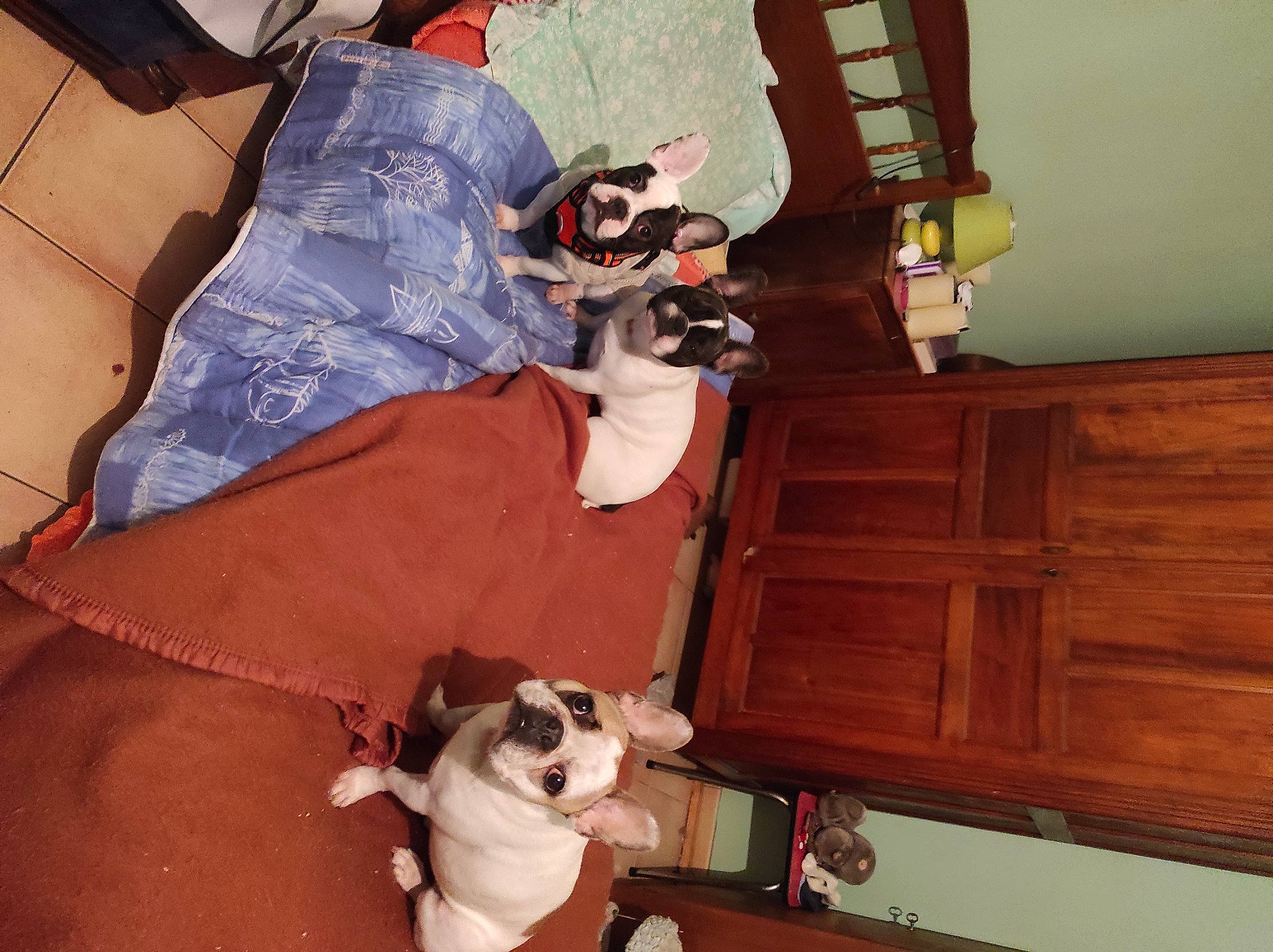 Othello participe au concours pour gagner de l'argent avec cette photo : canidae, carnivore, chair, comfort, companion_dog, couch, dog, dog_breed, fawn, felidae, flooring, fur, hardwood, personal_protective_equipment, room, shoe, sporting_group, toy_dog, varnish, wood