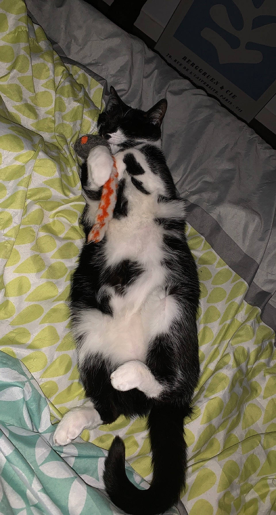 Opale participe au concours pour gagner de l'argent avec cette photo : canidae, carnivore, cat, claw, comfort, dog_breed, domestic_short_haired_cat, felidae, foot, fur, paw, small_to_medium_sized_cats, snout, tail, terrestrial_animal, whiskers