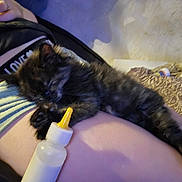 Charlie joined the competition — help win amazing prizes! kitten, black_cat, sleeping, baby_bottle, human_arm, indoor, relaxation, pet, cute, animal, resting, fur, closeup, comfort, domestic_life, napping, hand, blanket, soft_light, cozy