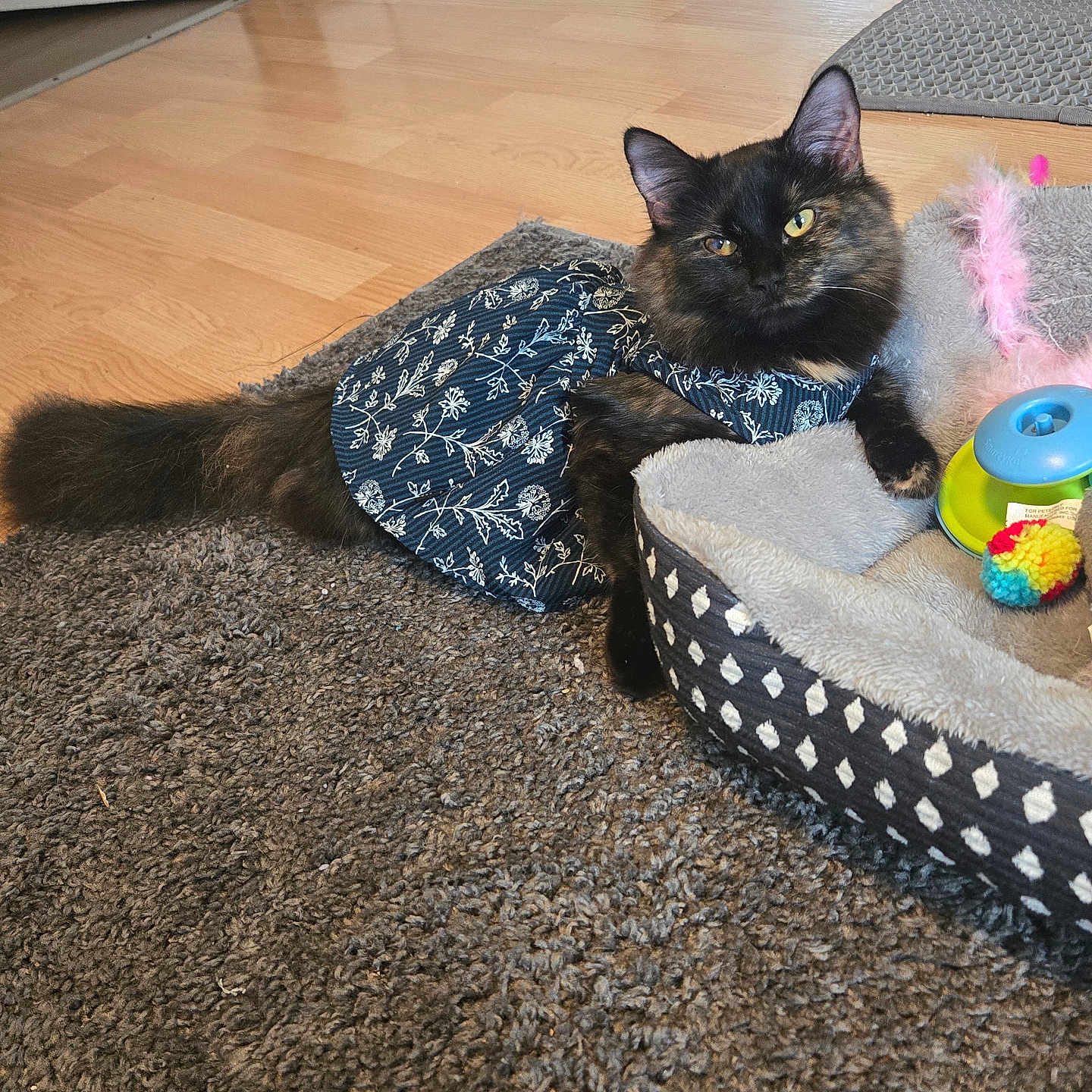 Charlie is registered to the contest to win money with this photo: cat, tortoiseshell, dress, clothing, carpet, pet_bed, toy, indoor, floor, relaxed, animal, feline, cute, fluffy, patterned, colorful, domestic, resting, looking_at_camera, cozy