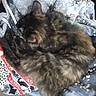 cat, tortoiseshell, fur, sleeping, curled_up, hoodie, clothing, hand, person, indoor, cozy, pattern, paint_splatter, casual, comfort, resting, animal, pet, cute, soft