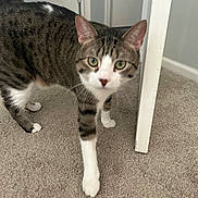 Stormy joined the competition — help win amazing prizes! cat, tabby_cat, indoor, carpet, white_paws, green_eyes, curious, pet, animal, domestic_cat, walking, feline, household, floor, white_chest, tabby_pattern, four_legs, whiskers, ear, door