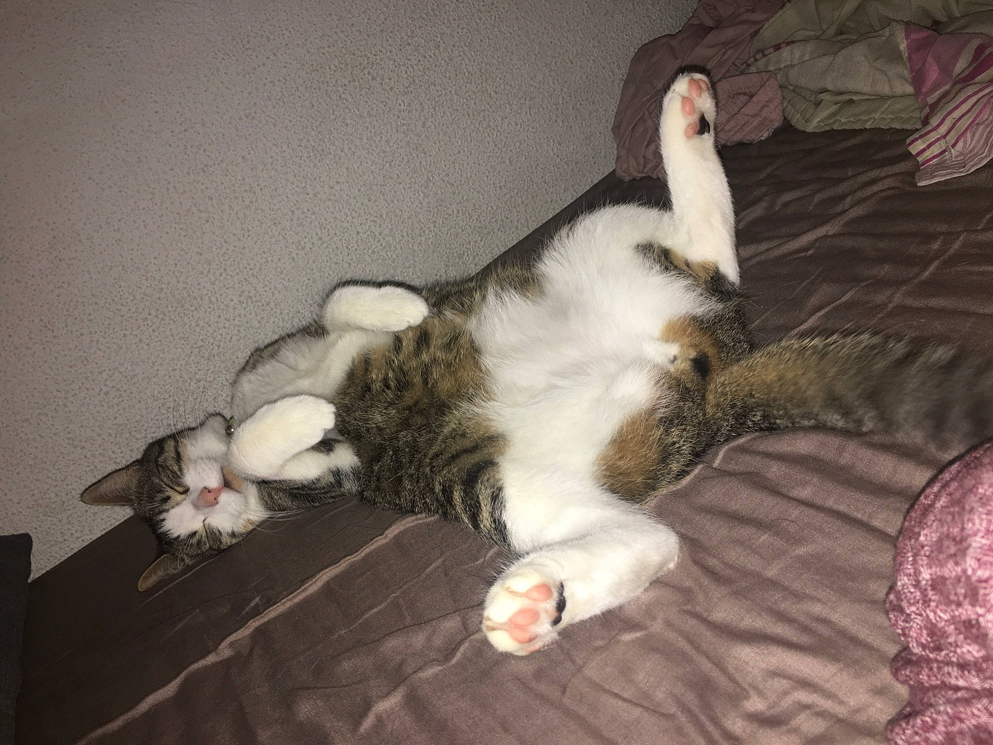 Mano a rejoint le concours — aidez-le/la à gagner de superbes lots ! carnivore, cat, claw, domestic_short_haired_cat, european_shorthair, fawn, felidae, fur, kitten, leg, nap, norwegian_forest_cat, paw, polydactyl_cat, sleep, small_to_medium_sized_cats, tail, whiskers