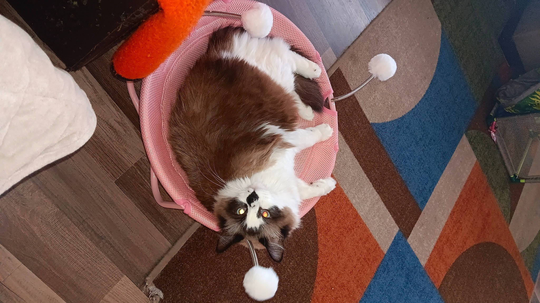 Sugar is registered to the contest to win money with this photo: canidae, carnivore, carpet, cat, comfort, companion_dog, dog_breed, fawn, felidae, floor, flooring, fur, hardwood, nap, paw, small_to_medium_sized_cats, sporting_group, tail, whiskers, wood