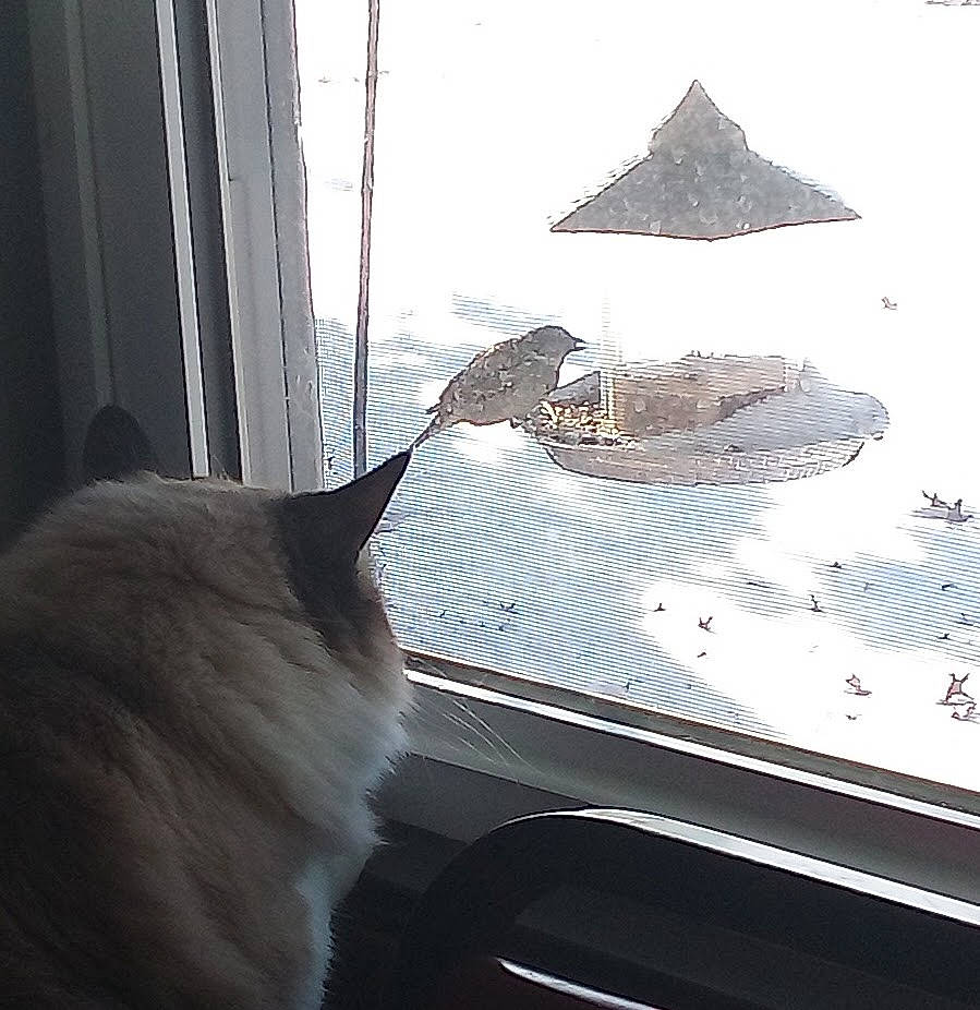 Sugar is registered to the contest to win money with this photo: carnivore, cat, comfort, computer_keyboard, display_device, felidae, fur, glass, naval_architecture, office_equipment, room, small_to_medium_sized_cats, tail, tints_and_shades, water, whiskers, window, window_treatment, windshield, wood
