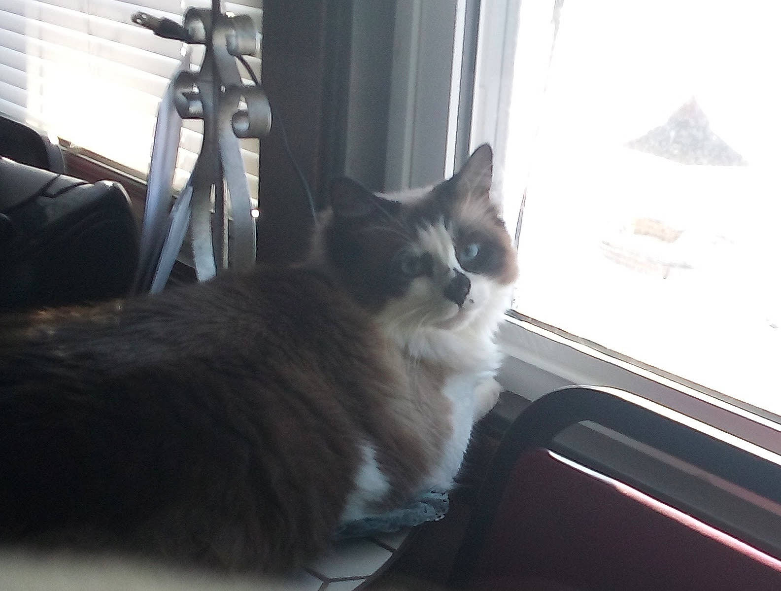Sugar is registered to the contest to win money with this photo: automotive_window_part, carnivore, cat, comfort, curtain, domestic_short_haired_cat, felidae, fur, glass, monochrome_photography, paw, room, small_to_medium_sized_cats, tail, whiskers, window, window_covering, window_treatment, windshield