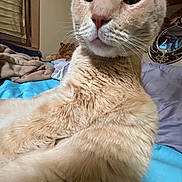 Lily Smith joined the competition — help win amazing prizes! bed, blanket, cat, close_up, cute, eyes, feline, fur, indoor, mirror, nose, orange_cat, pet, pillow, portrait, relaxed, sleepy, tabby, whiskers, window