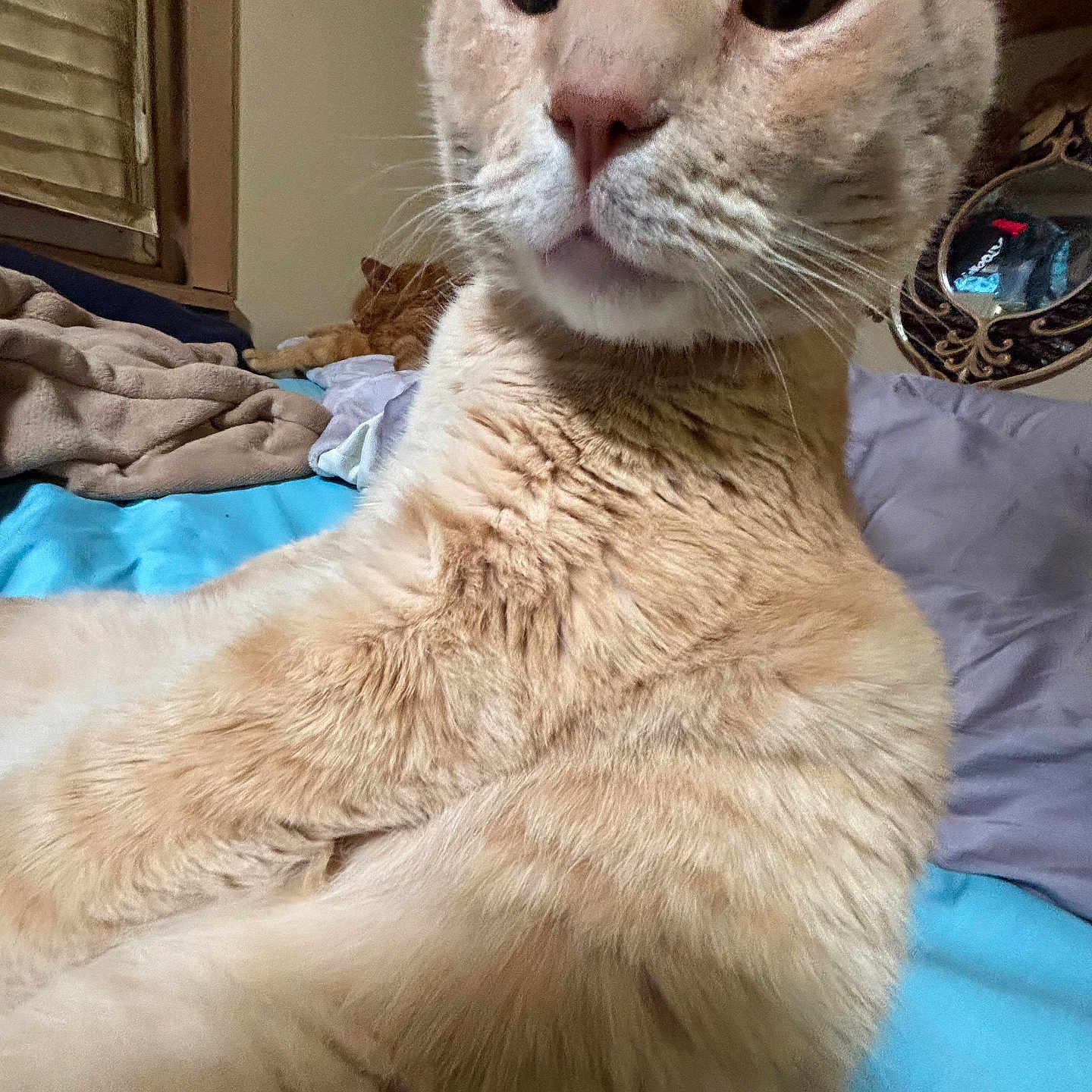 Lily Smith joined the competition — help win amazing prizes! bed, blanket, cat, close_up, cute, eyes, feline, fur, indoor, mirror, nose, orange_cat, pet, pillow, portrait, relaxed, sleepy, tabby, whiskers, window