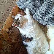 Choupi Navia participe au concours pour gagner de l'argent avec cette photo : animal, blanket, cat, comfort, couch, cozy, feline, fur, green_eyes, home, indoor, knitted, paw, pet, relaxed, resting, soft, tabby, whiskers, white_fur