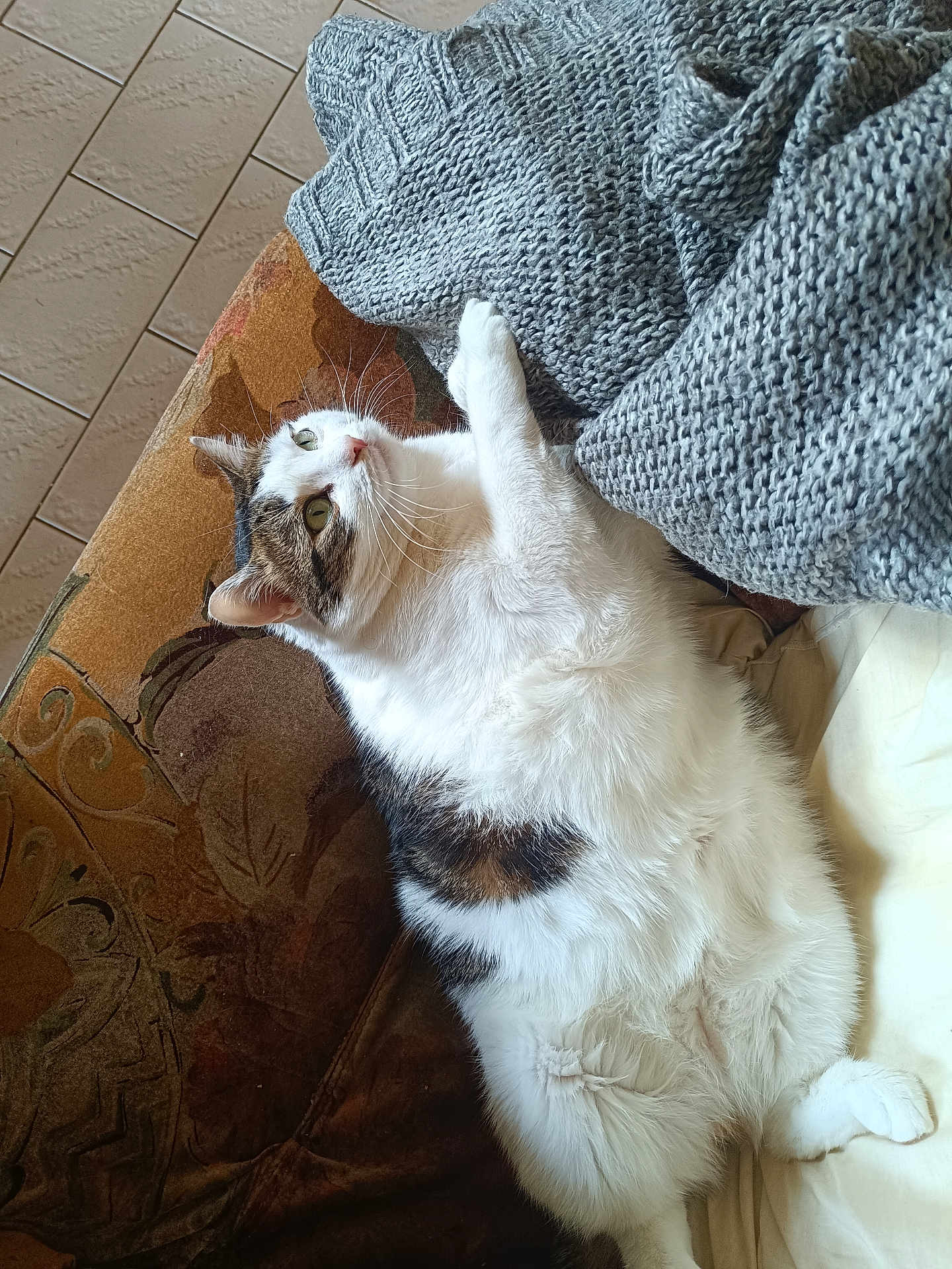 Choupi Navia participe au concours pour gagner de l'argent avec cette photo : animal, blanket, cat, comfort, couch, cozy, feline, fur, green_eyes, home, indoor, knitted, paw, pet, relaxed, resting, soft, tabby, whiskers, white_fur