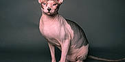 Pope is registered to the contest to win money with this photo: sphynx_cat, cat, hairless, pet, animal, indoor, portrait, wrinkled_skin, gray_background, sitting, feline, eyes, ears, tail, studio_lighting, isolated, looking_at_camera, mammal, domestic_animal, calm