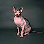 sphynx_cat, cat, hairless, pet, animal, indoor, portrait, wrinkled_skin, gray_background, sitting, feline, eyes, ears, tail, studio_lighting, isolated, looking_at_camera, mammal, domestic_animal, calm