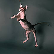 Pope is registered to the contest to win money with this photo: sphynx_cat, hairless_cat, jumping, playing, feather_toy, pet, animal, indoor, focused, wrinkled_skin, muscular, active, mid_air, feline, cute, studio, dark_background, isolated, sharp, alert