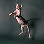 sphynx_cat, hairless_cat, jumping, playing, feather_toy, pet, animal, indoor, focused, wrinkled_skin, muscular, active, mid_air, feline, cute, studio, dark_background, isolated, sharp, alert