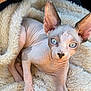 Pope joined the competition — help win amazing prizes! sphynx_cat, hairless_cat, blue_eyes, large_ears, blanket, furry_texture, pet, animal, close_up, wrinkled_skin, indoor, resting, cute, curious, soft_lighting, flesh_tone, paw, human_hand, wrist_band, cozy