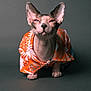 Pope is registered to the contest to win money with this photo: sphynx_cat, cat, hairless_cat, orange_shirt, hawaiian_shirt, pet, animal, studio, portrait, gray_background, clothing, feline, cute, indoor, posing, whiskers, ears, eyes, paw, funny