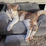 Simba a rejoint le concours — aidez-le/la à gagner de superbes lots ! cat, pet_sofa, gray, relaxed, feline, indoor, fur, paws, tail, carpet, cozy, sleepy, striped, white, orange, home, animal, resting, soft, cute
