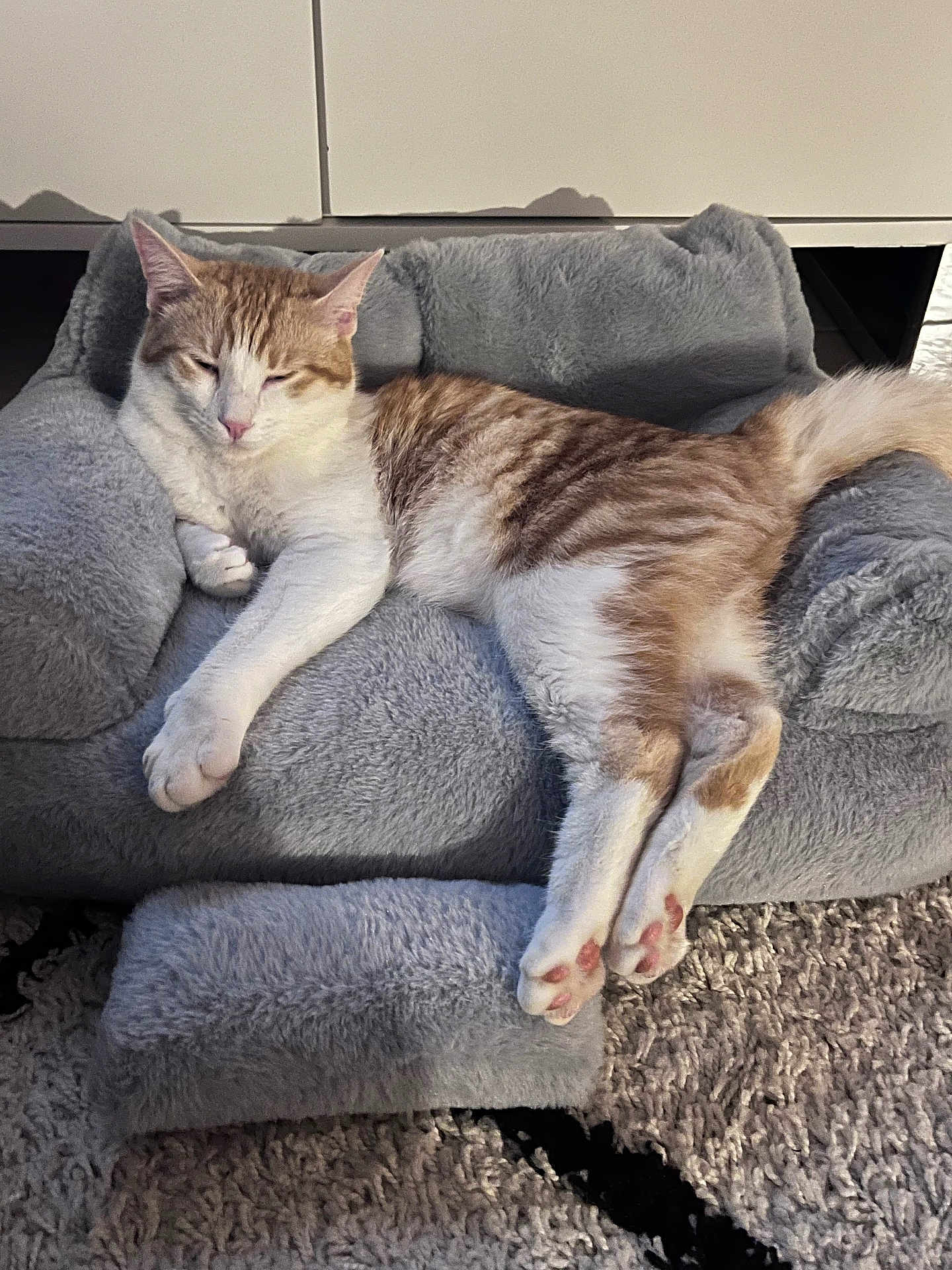 Simba a rejoint le concours — aidez-le/la à gagner de superbes lots ! cat, pet_sofa, gray, relaxed, feline, indoor, fur, paws, tail, carpet, cozy, sleepy, striped, white, orange, home, animal, resting, soft, cute
