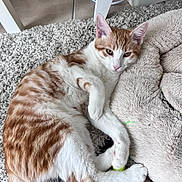 Simba a rejoint le concours — aidez-le/la à gagner de superbes lots ! animal, bed, carpet, cat, cozy, cute, domestic, feline, fluffy, fur, indoor, orange_and_white, paw, pet, relaxed, resting, sleepy, soft, toy, whiskers