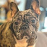 animal, brindle, canine, close_up, companion, cute, dog, domestic_animal, ears, expression, face, french_bulldog, fur, indoor, looking, mammal, pet, portrait, snout, whiskers