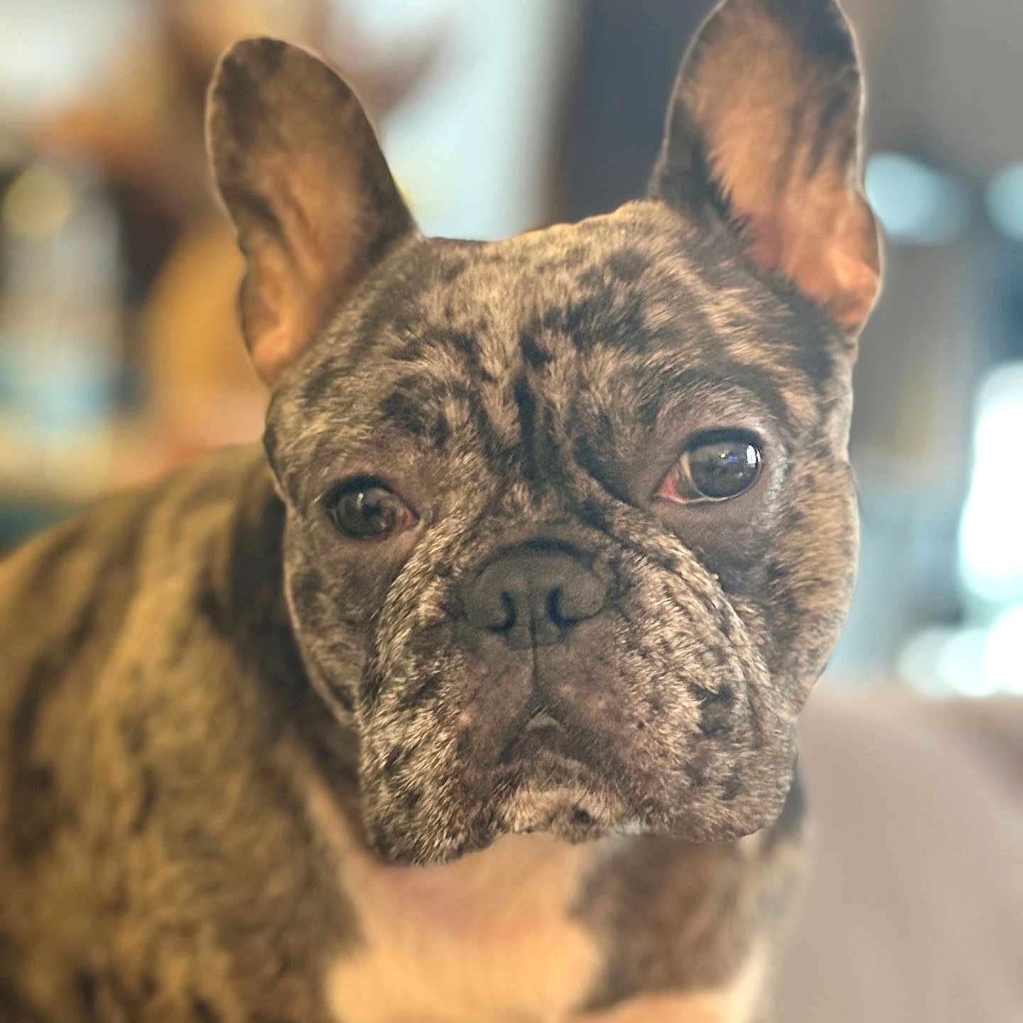 Joy a rejoint le concours — aidez-le/la à gagner de superbes lots ! animal, brindle, canine, close_up, companion, cute, dog, domestic_animal, ears, expression, face, french_bulldog, fur, indoor, looking, mammal, pet, portrait, snout, whiskers