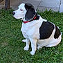 Snoopy participe au concours pour gagner de l'argent avec cette photo : dog, black_and_white, grass, outdoor, collar, sandals, pavement, pet, canine, sitting, side_view, nature, animal, fur, domestic_animal, quiet, calm, leisure, summer, garden
