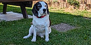 Snoopy a rejoint le concours — aidez-le/la à gagner de superbes lots ! dog, black_and_white, collar, sitting, grass, bench, outdoor, pet, canine, nature, daylight, fur, animal, portrait, garden, leisure, paw, watchful, calm, background