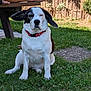Snoopy a rejoint le concours — aidez-le/la à gagner de superbes lots ! dog, grass, outdoor, bench, collar, pet, animal, garden, sunlight, sitting, floppy_ears, wall, nature, cute, canine, domestic_animal, mammal, relaxed, daytime, greenery