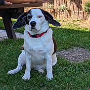 Snoopy a rejoint le concours — aidez-le/la à gagner de superbes lots ! dog, grass, bench, outdoor, pet, animal, collar, fur, ears, sitting, sidewalk, person, legs, nature, daylight, wall, shadows, relaxed, mixed_breed, expression